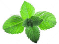 Peppermint Leaf