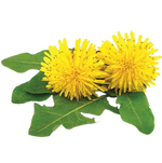 Dandelion Leaf Extract